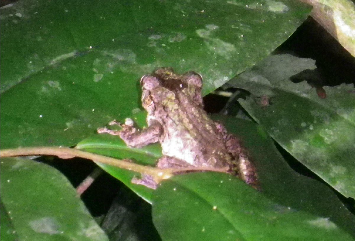 Tree Frog01